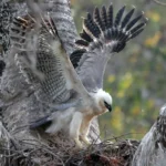 Aguila Arpia