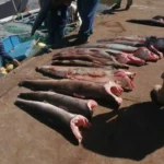 resultados mision 1 copia