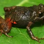 sapito