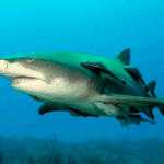 Lemonshark_(2)